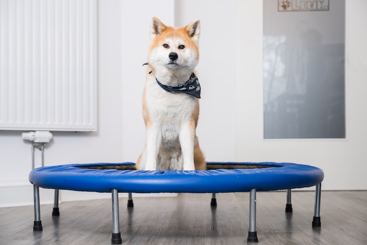 Tierarztpraxis Uwe Lenk Tierphysiotherapie Hund auf Trampolin